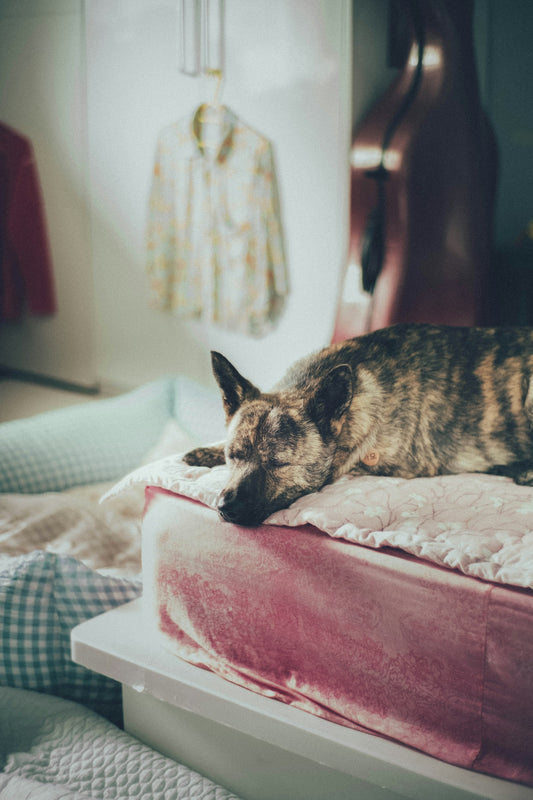 Dog sleeping on a bed
